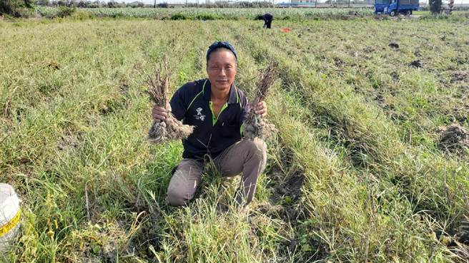 云林县口湖乡农民王贵仙以自然农法种出高价蒜头，1台斤260元还供不应求。（张朝欣摄）