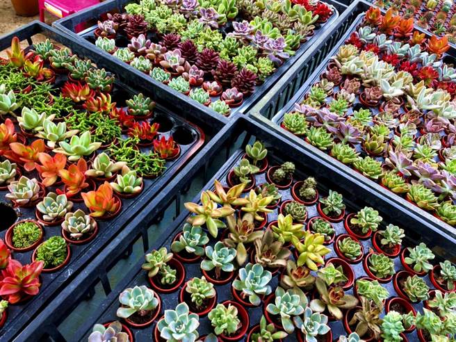 多肉植物顏色繽紛可愛。（洪靖宜攝）