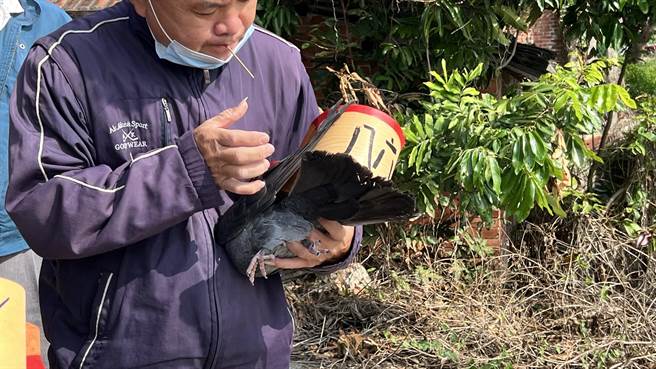选手将鸽笭绑在笭鸽上。（张毓翎摄）