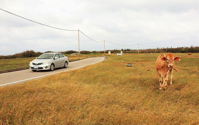 彭志忠说赛事安全採最高标准，但是最大隐患是田间眾多放牧的牛只，受到赛车高声浪引擎干扰恐会失控。（张茂雄摄）