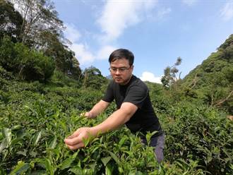三峽茶廠傳承3代 「三三三精神」將茶葉推廣國際