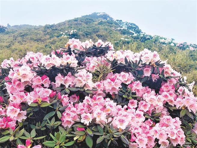 合歡山杜鵑花季登場，高山杜鵑花魅力不可擋，吸引賞花人潮。（廖志晃攝）