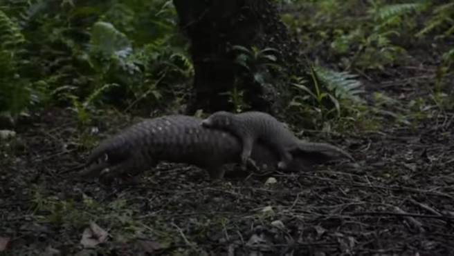 穿山甲宝宝通常出生在秋冬到春天这段期间，十分脆弱也没有行动能力，因此如果穿山甲妈妈要搬家到不同的洞穴时，就会让宝宝抱在自己的尾巴上移动。（截取自特生中心影片）