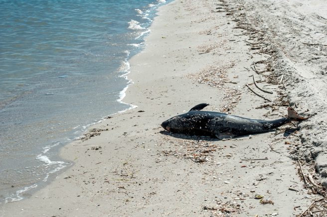 美国一只海豚意外搁浅，未料遭到游客骚扰，最终不幸死亡。(示意图/达志影像)