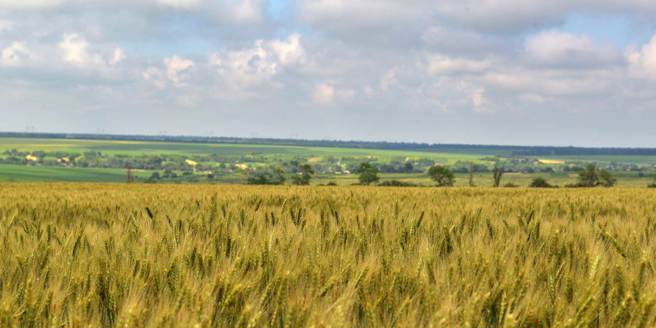 德国农业部长表示，支援乌克兰就是保护全球主要农产区。(图/联合国农粮组织)