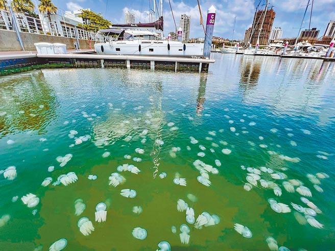 台南安平海域因有机物丰富，最近水母大爆发。（台南市议员李启维提供／程炳璋台南传真）