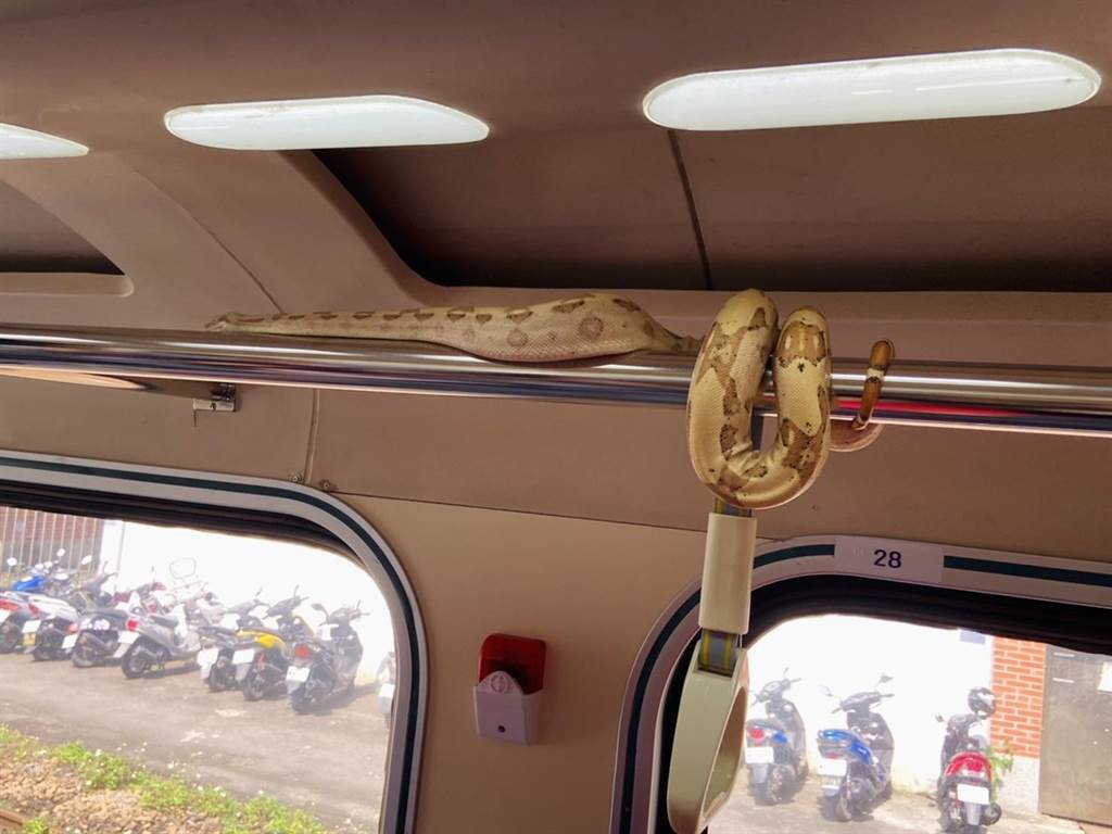 台鐵272次自強號列車，被乘客在行李架上發現一條黃色蟒蛇。（吳佩蓉攝）