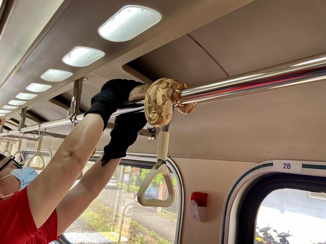 宜兰县消防队接获通报，上车抓蛇。（吴佩蓉摄）