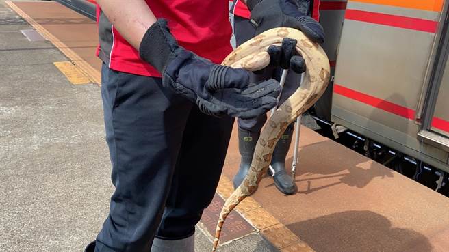 消防人员判断是无毒、温和蟒蛇，虚惊一场。（吴佩蓉摄）