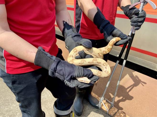 被逮的蛇，已转交农业处处理。（吴佩蓉摄）