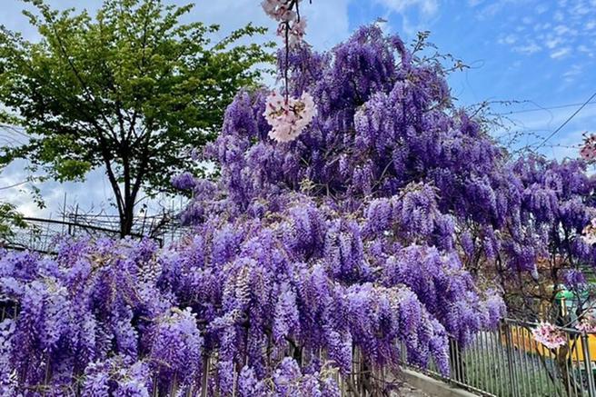 1200株紫藤苗木供大梨山地区民眾认养种植，一起打造美丽家园。　图：参山国家风景区管理处／提供