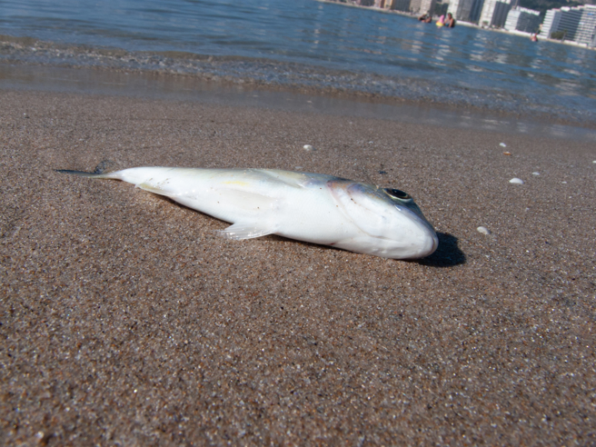 美國加州海灘出現一隻外型奇特的魚，身體又細又長，嘴巴裡還長有2顆獠牙。(示意圖/達志影像)