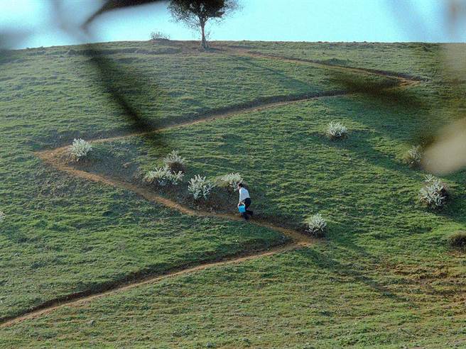 《橄榄树下的情人》一举获选当年坎城影展竞赛片，并代表伊朗角逐奥斯卡。（海鹏提供）