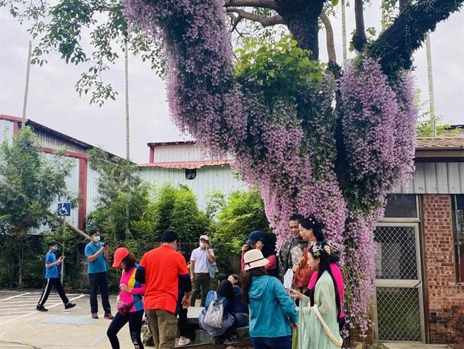 嘉义县番路乡台3线283公里处佳乡庭园餐馆附生在茄苳树的天宫石斛兰今年花况佳，吸引许多民眾前往。（张亦惠摄）