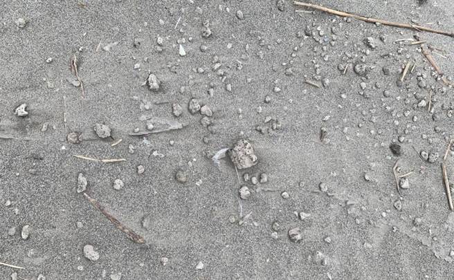 大安区南埔桥附近海堤岸际，发现日本小笠原群岛海底火山喷发的浮石，随洋流跨国漂流到台湾。（民眾提供）