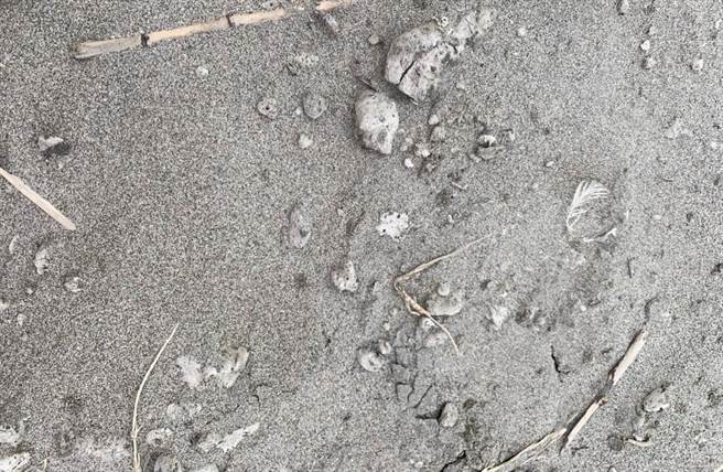 大安区南埔桥附近海堤岸际，发现日本小笠原群岛海底火山喷发的浮石，随洋流跨国漂流到台湾。（民眾提供）