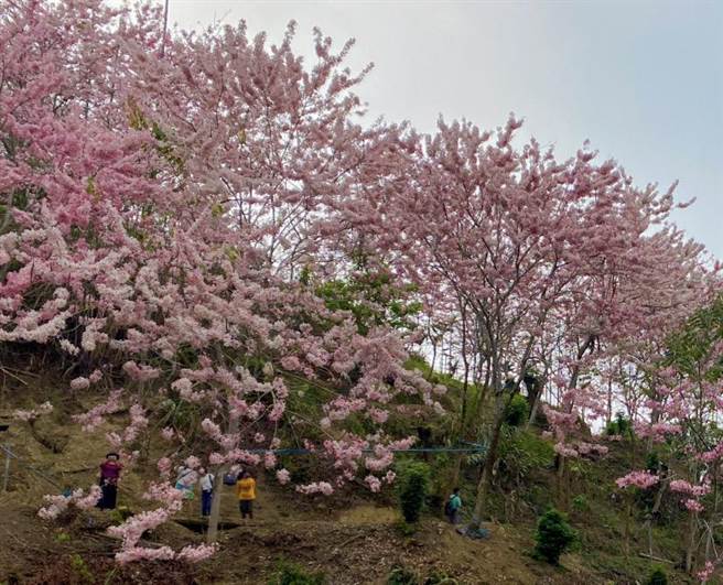 嘉义县竹崎乡义隆村长叶志纮在村庄附近种了3000多棵花旗木，自家门前也种了300棵，并自费开辟成步道，面费供游客观赏。（张亦惠摄）