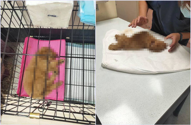 有網友在《爆料公社》控訴，4萬元買的貴賓犬隔天就不吃不喝，看醫生被宣告有「重度腦震盪」，帶回家3天就走了。（翻攝《爆料公社》）