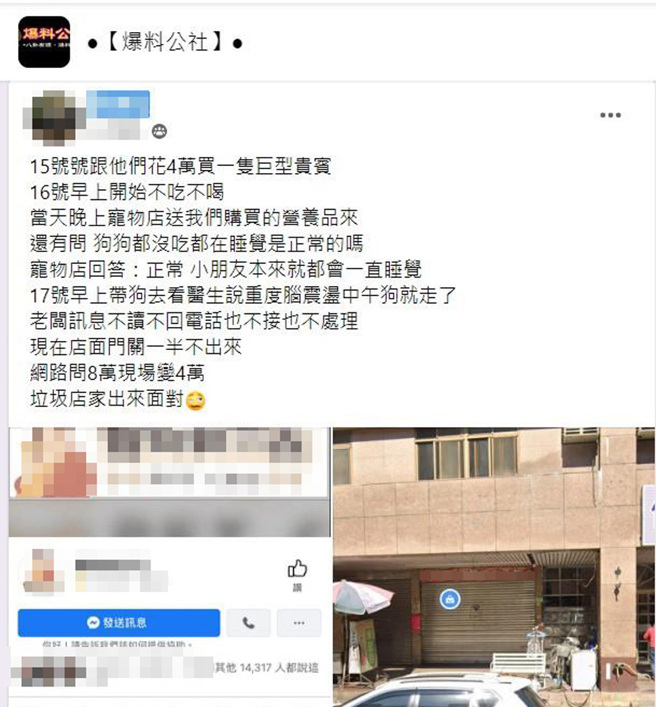 一名網友在《爆料公社》控訴，從寵物店花4萬元買一隻巨型貴賓，帶回家3天就被診斷「重度腦震盪」走了，店家卻避不見面。（翻攝《爆料公社》）