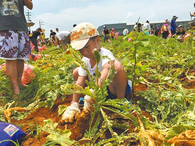 「嘿唷！嘿唷！拔萝卜～」小朋友边唱童谣，与爸爸妈妈合力猛拔，犹如一场疯狂拔萝卜比赛。（海风里长黄堉睿提供）