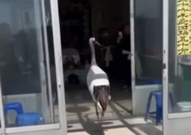 大陆辽寧省发生一起惊奇事件，一只鹤无预警飞入地方长者的灵堂，犹如在哀悼送行的举止，让眾人感到啧啧称奇。（翻摄自微博）