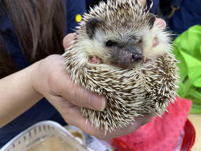 黃士玲說，單單2019年間，協會就接獲超過337隻刺蝟被不同繁殖場陸續遺棄的通報。（李柏澔攝）