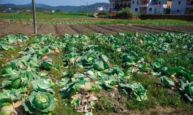網傳上海有蔬菜爛在地裡賣不掉是真的，真相竟是因為種植區被劃為封控區，蔬菜運不出去無法賣掉。（網易新聞）