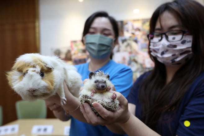 動保團體與跨黨派立委19日共同舉行「非犬貓寵物的哀嚎！政府何時有作為！？」記者會，要求新成立的農委會寵物科積極行動，盡快擬訂非犬貓寵物的管理政策及執行機制，改善日趨嚴重的非貓犬小動物繁殖販售亂象。（劉宗龍攝）