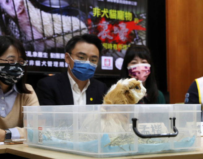 動保團體與跨黨派立委19日共同舉行「非犬貓寵物的哀嚎！政府何時有作為！？」記者會，要求新成立的農委會寵物科積極行動，盡快擬訂非犬貓寵物的管理政策及執行機制，改善日趨嚴重的非貓犬小動物繁殖販售亂象。（劉宗龍攝）