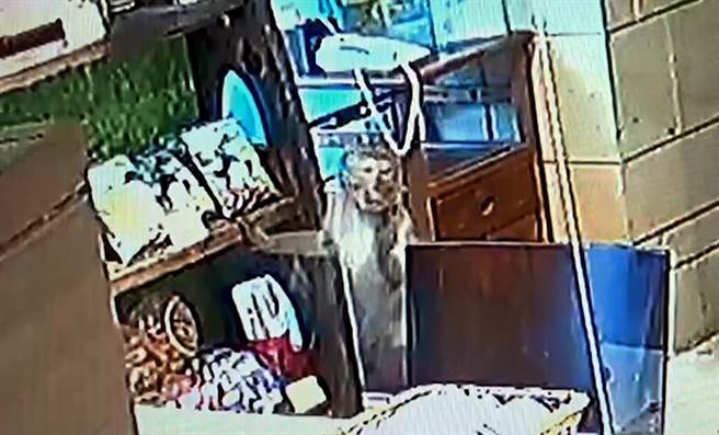 1只台湾狝猴闯进饭店伴手礼专区偷走一包米乖乖。（翻摄画面）