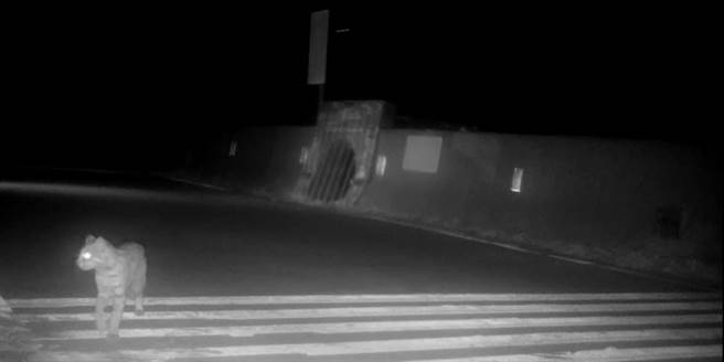 苗栗縣府監測到石虎利用石虎橋。（苗栗縣政府提供／李京昇苗栗傳真）