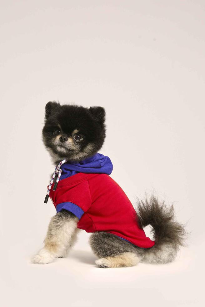 寵物帽T不分尺寸單一定價，790元。（UNIQLO提供）