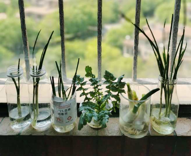 陽台上種蔥。(作者提供)