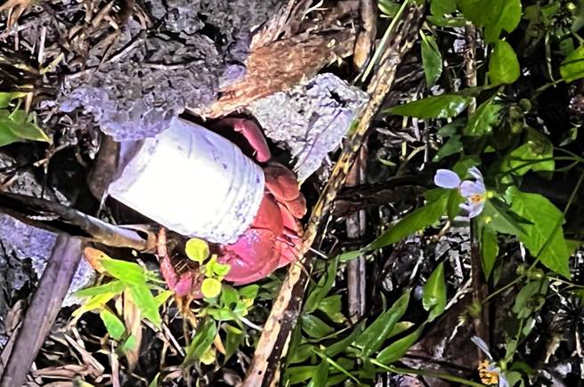 东管处办理夜探三仙台活动，发现当地有许多背着垃圾瓶盖的寄居蟹。（东管处提供／庄哲权台东传真）