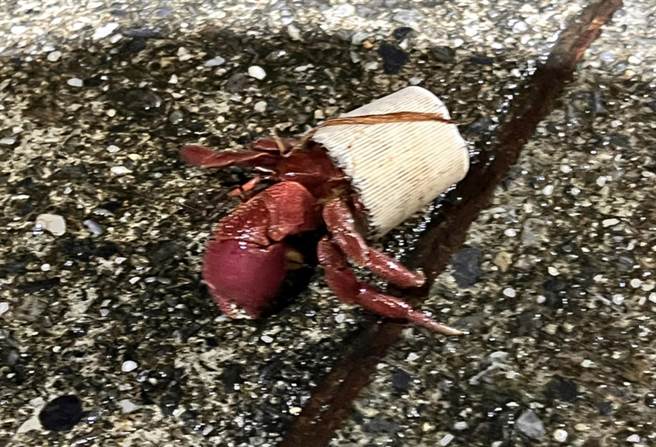 东管处办理夜探三仙台活动，发现当地有许多背着垃圾瓶盖的寄居蟹。（东管处提供／庄哲权台东传真）