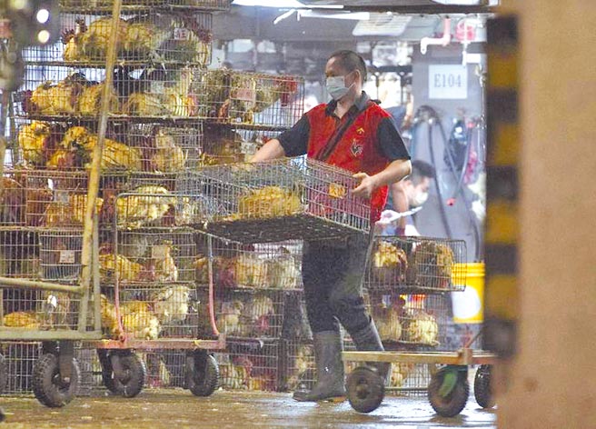 北市家禽批發市場雞隻抗生素超標不合格，竟已流入市面吃下肚。（新聞示意圖，本報資料照片）
