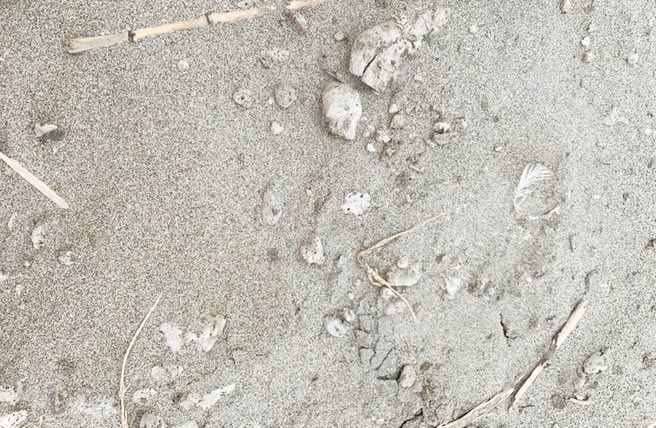 大安区南埔桥附近海堤岸际，发现日本小笠原群岛海底火山喷发的浮石，随洋流跨国漂流到台湾海域。（民眾提供／陈世宗台中传真）