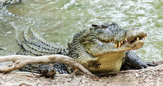3個月死6人 河裡潛伏殺人鱷魚 村民取水遭拖走生吞