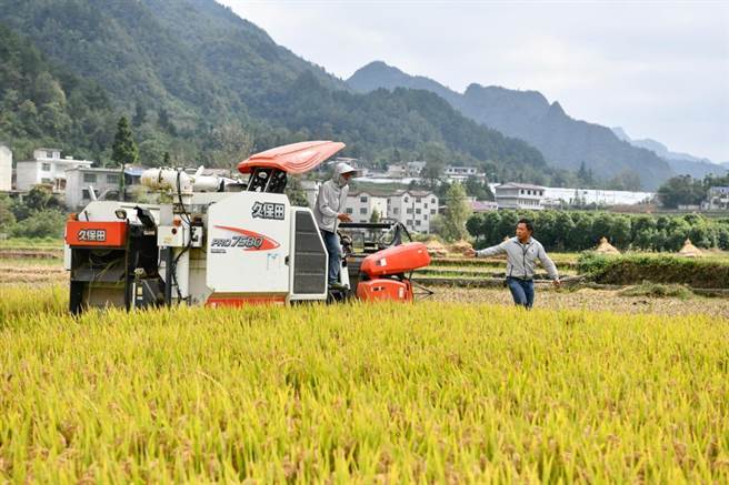 大陆官方今日发布《中国农业展望报告》，预计2031年粮食自给率将提高到88.1％。（摘自新华社）