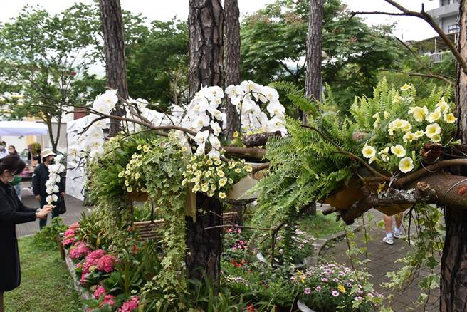 参山国家风景管理处推「南庄花卉节」在南庄游客中心等4大景点布置打卡亮点。（谢明俊摄）