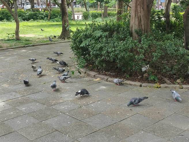 潘懷宗接獲民眾投訴，位於市民大道泰國貿易經濟辦事處旁的昌隆 198公園內常有民眾餵食野鴿麵包屑，造成滿地髒亂及鴿糞。（潘懷宗提供／楊亞璇台北傳真）