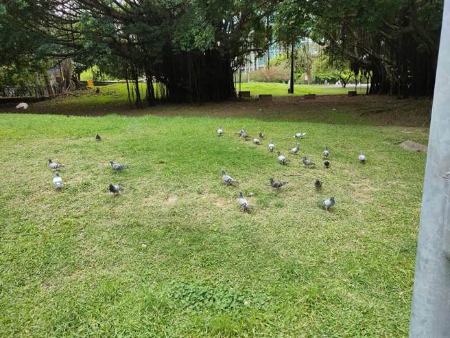 潘懷宗接獲民眾投訴，位於市民大道泰國貿易經濟辦事處旁的昌隆 198公園內常有民眾餵食野鴿麵包屑，造成滿地髒亂及鴿糞。（潘懷宗提供／楊亞璇台北傳真）