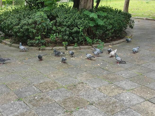 潘懷宗接獲民眾投訴，位於市民大道泰國貿易經濟辦事處旁的昌隆 198公園內常有民眾餵食野鴿麵包屑，造成滿地髒亂及鴿糞。（潘懷宗提供／楊亞璇台北傳真）