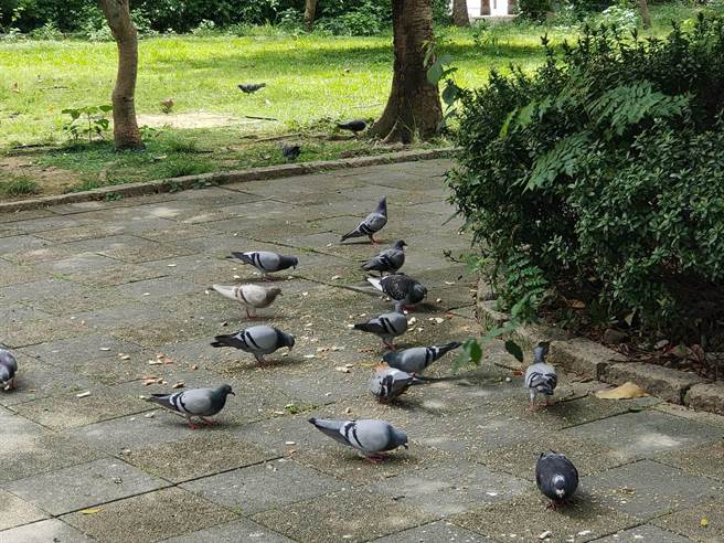 潘懷宗接獲民眾投訴，位於市民大道泰國貿易經濟辦事處旁的昌隆 198公園內常有民眾餵食野鴿麵包屑，造成滿地髒亂及鴿糞。（潘懷宗提供／楊亞璇台北傳真）