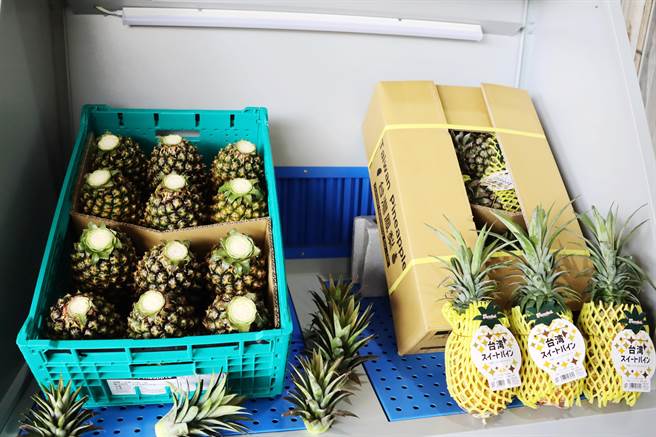 嘉义县打猫果菜生产合作社与Farmind株式会社、奥尔玛行销公司、全日物流公司合作，建立一套国际鲜果输送系统，未来会以物流篮包装已去除冠芽的凤梨。（吕妍庭摄）