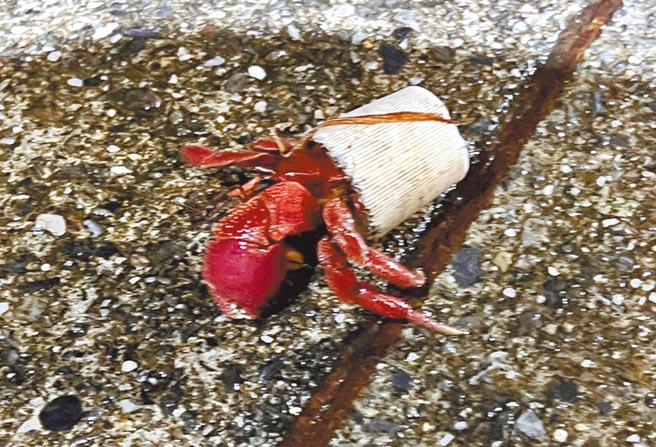 东管处办理夜探三仙台活动，发现当地有许多背着垃圾瓶盖的寄居蟹。（东管处提供／庄哲权台东传真）