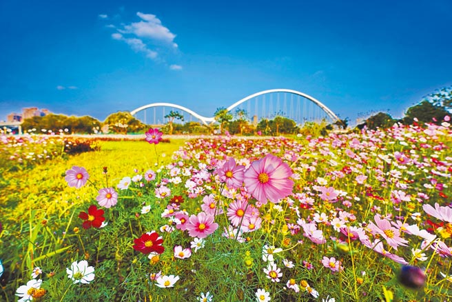 波斯菊竞相绽放娇美花容。（本报资料照片）