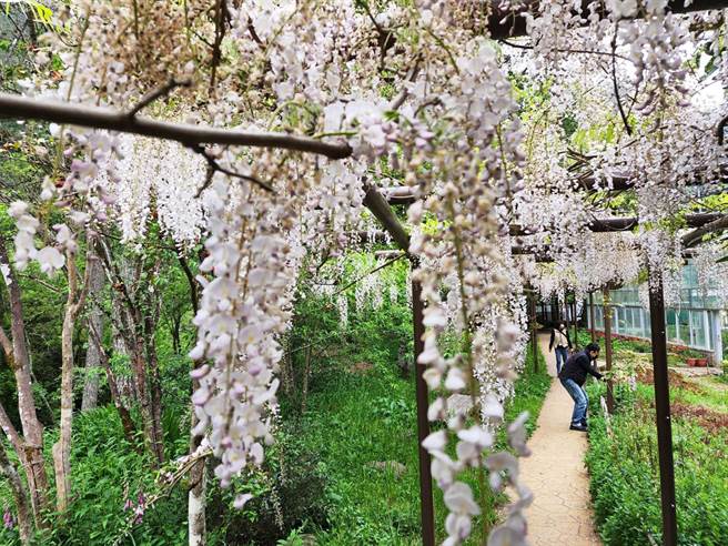 武陵农场目前主打白藤花，茎具缠绕性，白色花朵迎风摇曳，别具一番诗情画意。（武陵农场提供）