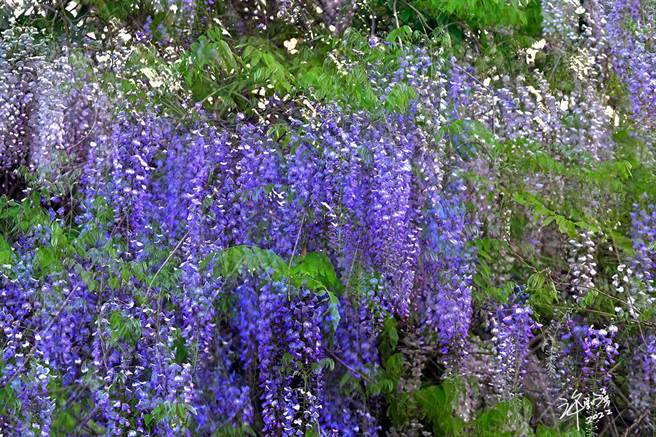 武陵今年大放异彩的紫藤园，也是白藤、紫藤花盛开，创造属于武陵农场一份专属的浪漫。（武陵农场提供）