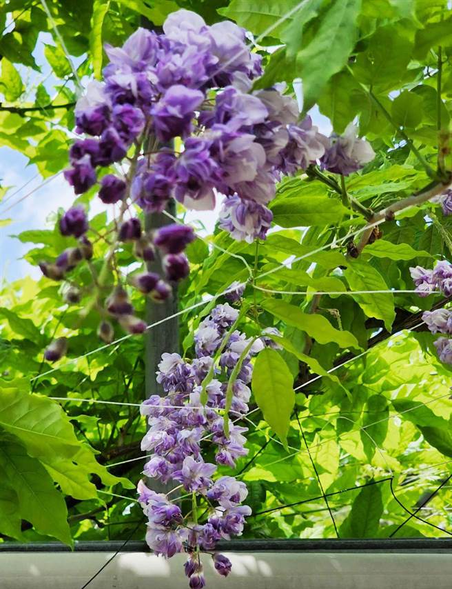 武陵农场有台湾少见的「八重黑龙藤」，属于一种特殊重办且花色为深紫黑色的美丽紫藤花。（武陵农场提供）